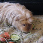 Tierprojekttag 21.09.2012