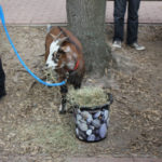 Tierprojekttag 21.09.2012