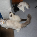 Tierprojekttag 21.09.2012