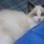Tierprojekttag 21.09.2012