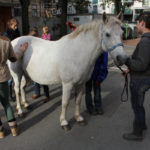 Tierprojekttag 21.09.2012