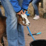 Tierprojekttag 21.09.2012