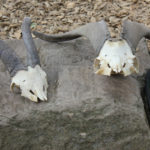Tierprojekttag 21.09.2012